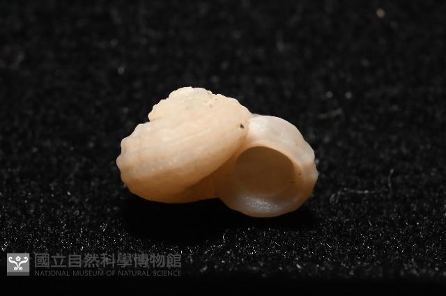 東海花冠螺藏品圖，第9張