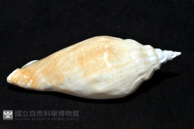 圓袖鳳凰螺藏品圖，第9張