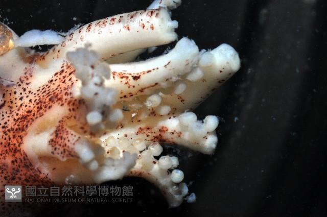 瓦爾迪瓦紡錘魷藏品圖，第9張