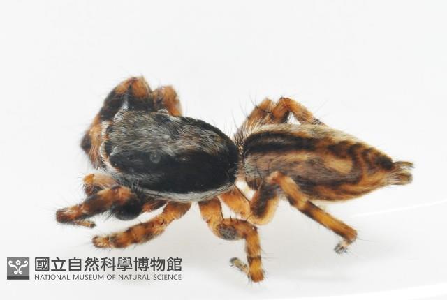 雙帶扁蠅虎藏品圖，第9張