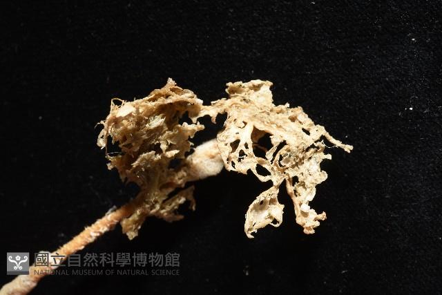 北極有柄海鞘藏品圖，第9張