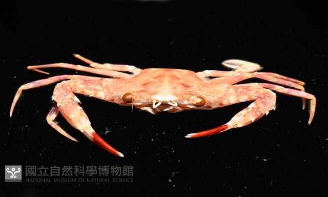 相模蟳藏品圖，第9張