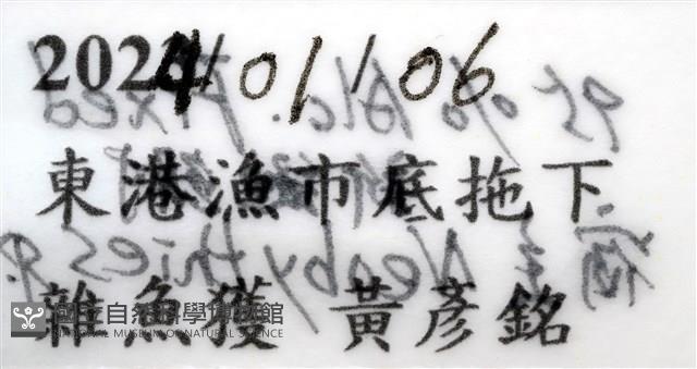 未知種縮頭水虱藏品圖，第9張