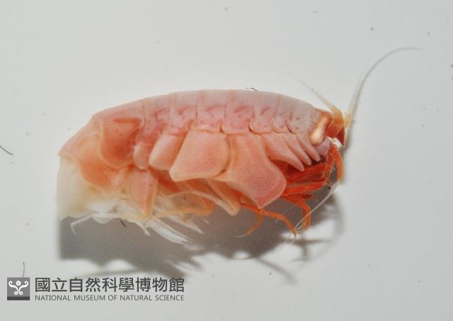 未知種深海側甲鉤蝦藏品圖，第9張