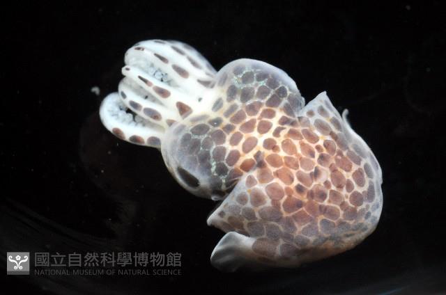 柏氏四盤耳烏賊藏品圖，第9張