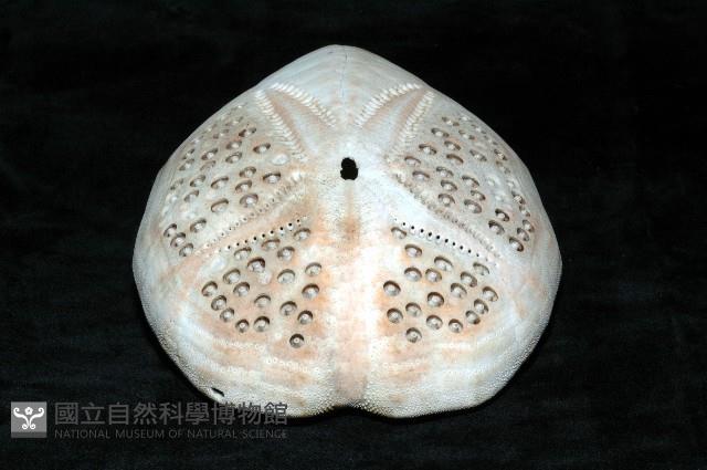 秀麗布萊海膽藏品圖，第9張