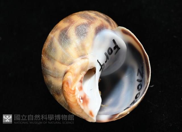 臺灣鳳螺藏品圖，第9張
