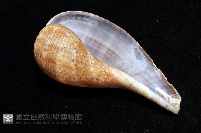 小枇杷螺藏品圖，第9張