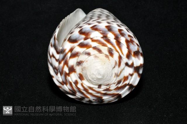 密碼芋螺藏品圖，第9張
