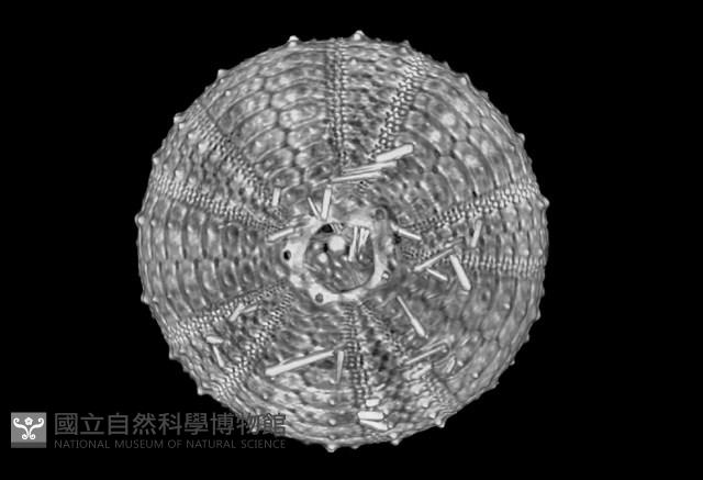 芮氏刻肋海膽藏品圖，第9張