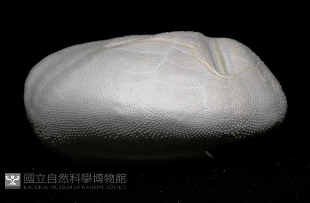 心形海壺藏品圖，第9張