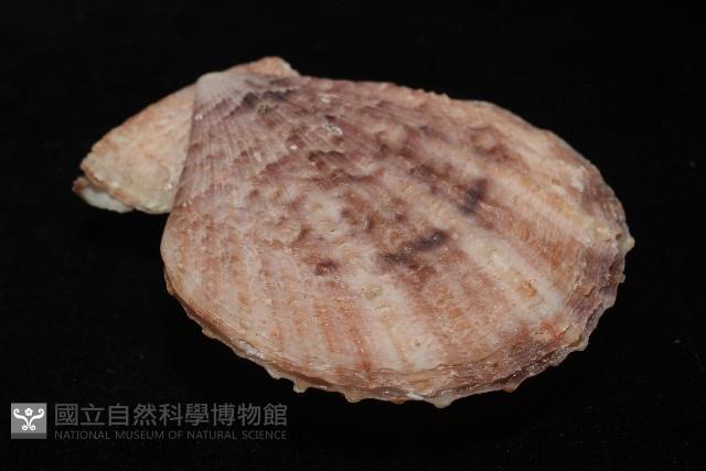 垂簾海扇蛤藏品圖，第9張