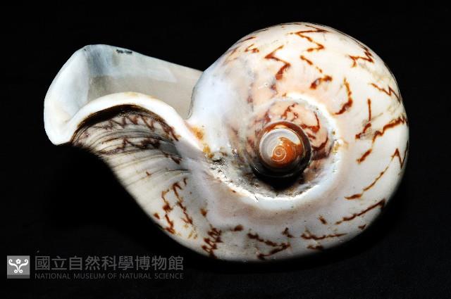 舞袖渦螺藏品圖，第9張