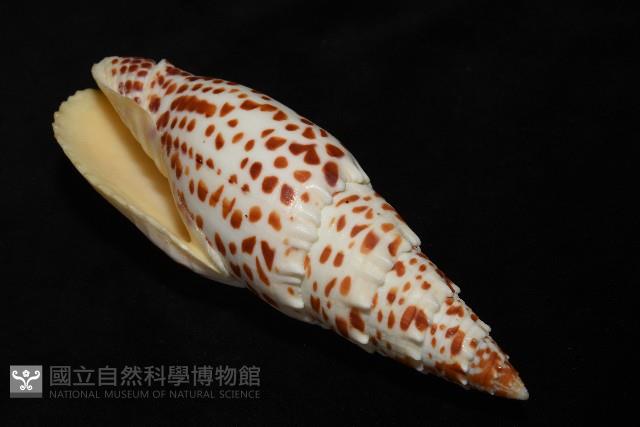 大紅牙筆螺藏品圖，第9張