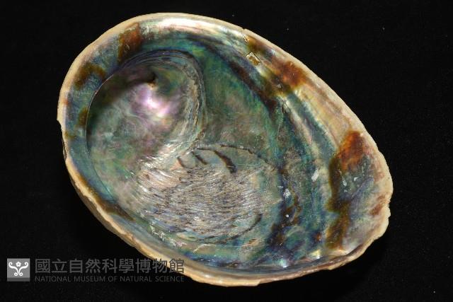 孔雀鮑螺藏品圖，第9張