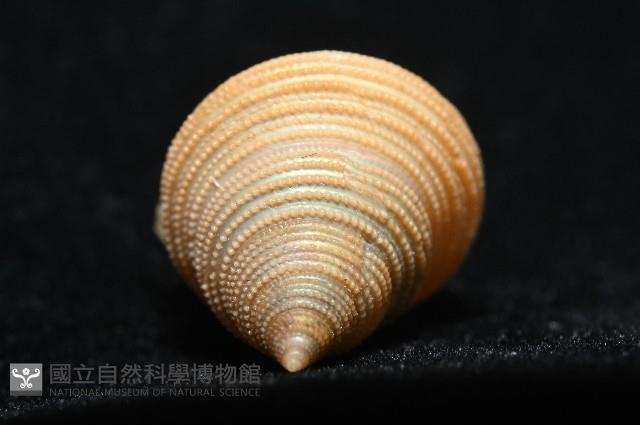 景林鐘螺藏品圖，第9張
