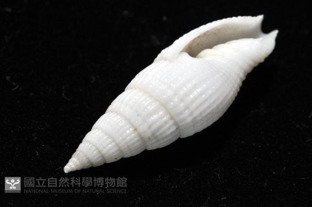 玉麟蛹筆螺藏品圖，第9張