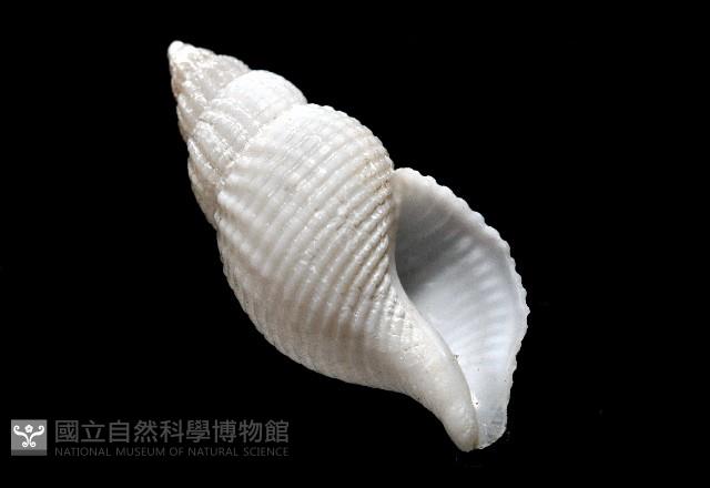 大溪峨螺(新種)藏品圖，第9張