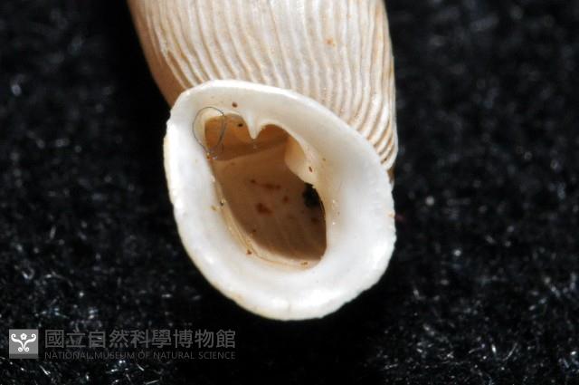 登錄號:004723-00002藏品圖，第9張