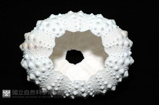 石筆海膽(鉛筆海膽)藏品圖，第9張
