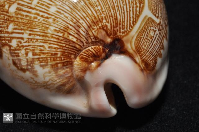 泛紅地圖寶螺藏品圖，第9張