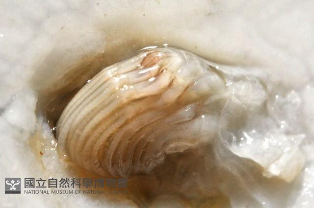 龜藤壺藏品圖，第9張