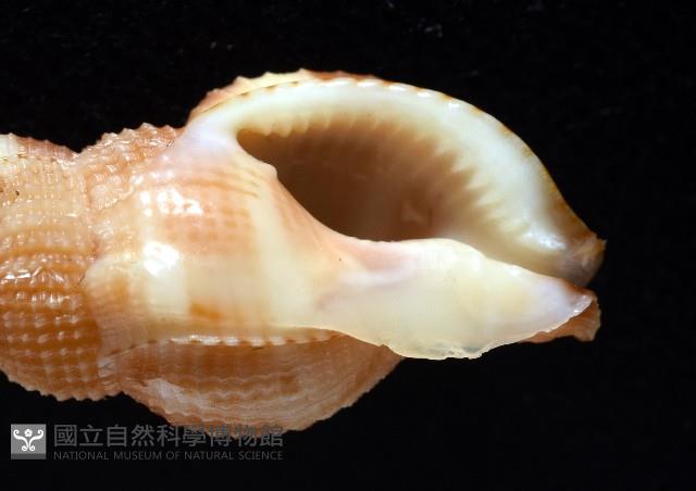 細鋸布紋螺藏品圖，第9張
