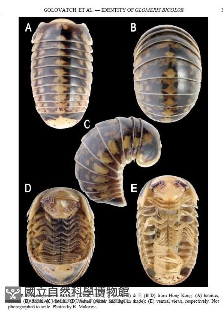 雙色木球馬陸藏品圖，第9張