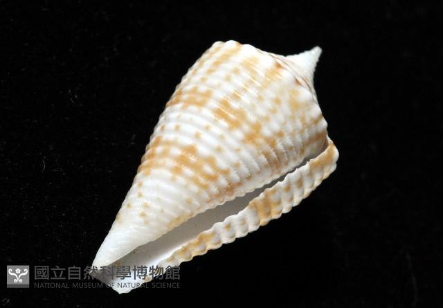 土生芋螺(新種)藏品圖，第9張