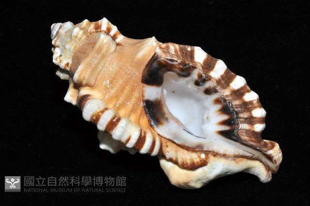 象鼻法螺藏品圖，第9張