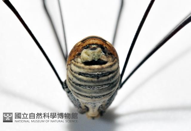 背斑偽盾刺盲蛛藏品圖，第9張