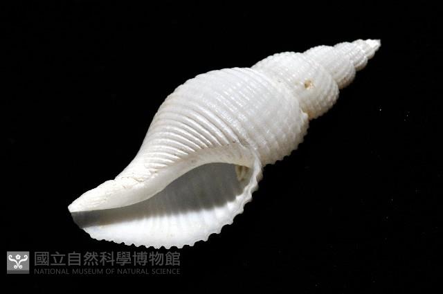 琉球峨螺藏品圖，第9張