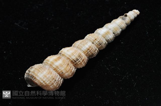 火燄海螄螺藏品圖，第9張
