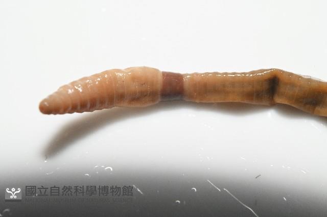 墾丁遠環蚓藏品圖，第9張