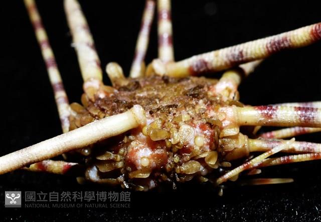 環棘深淵沙棱海膽藏品圖，第9張