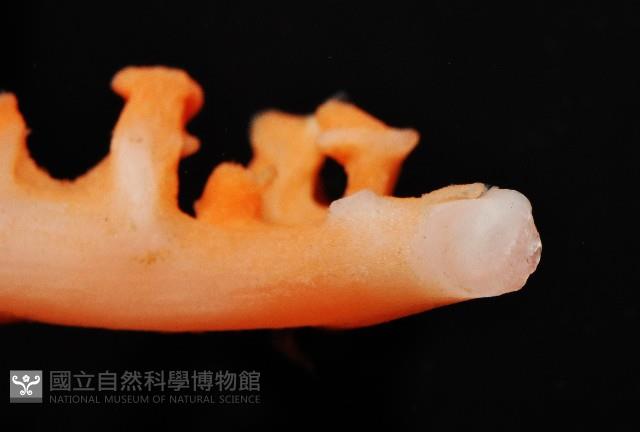 紅珊瑚之一種藏品圖，第9張