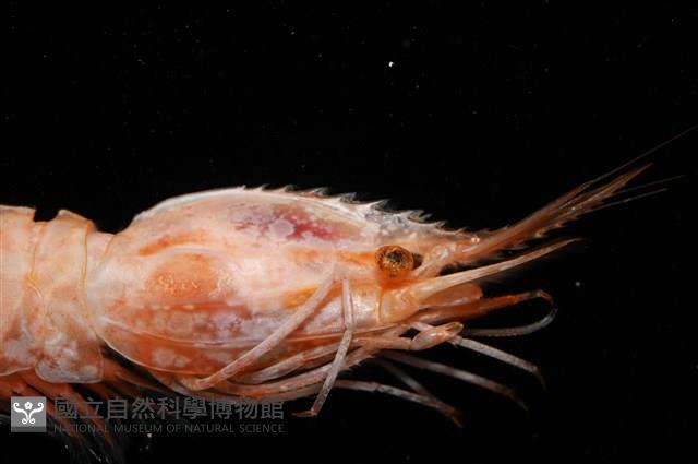 思氏不對稱鰓虱藏品圖，第9張