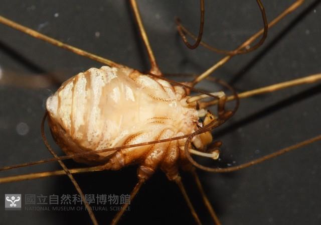 登錄號:007926-00002藏品圖，第9張