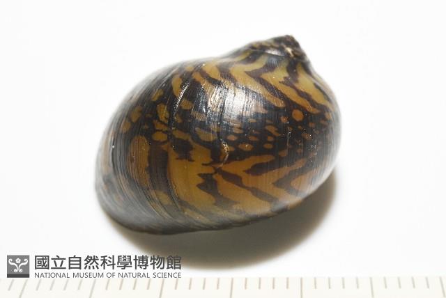 細斑蜑螺藏品圖，第9張