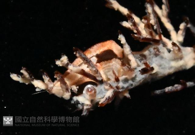 雙輻刺茗荷藏品圖，第9張