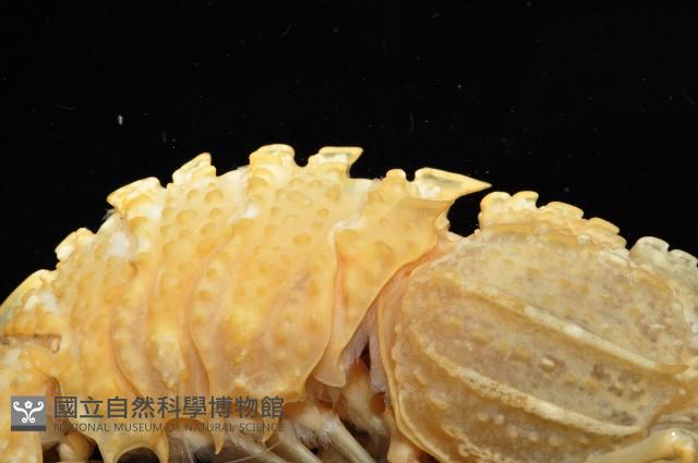 新種雕褐蝦藏品圖，第9張