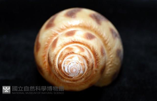 象牙鳳螺藏品圖，第9張