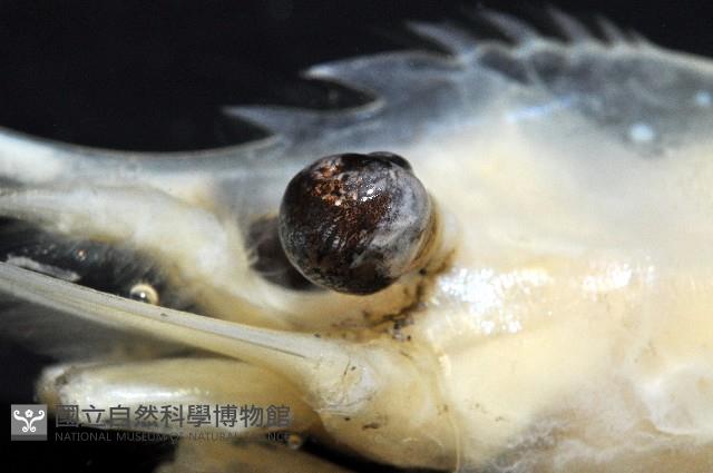 學羽紅蝦藏品圖，第9張