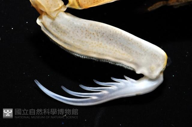 斷脊似口蝦蛄藏品圖，第9張