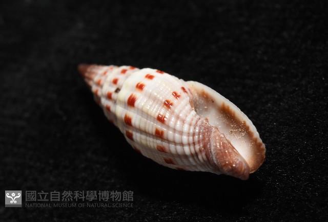 吸血蛹筆螺藏品圖，第9張