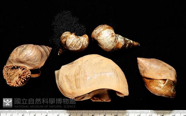 造殼海葵之一種藏品圖，第9張