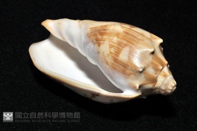 蝙蝠渦螺藏品圖，第9張