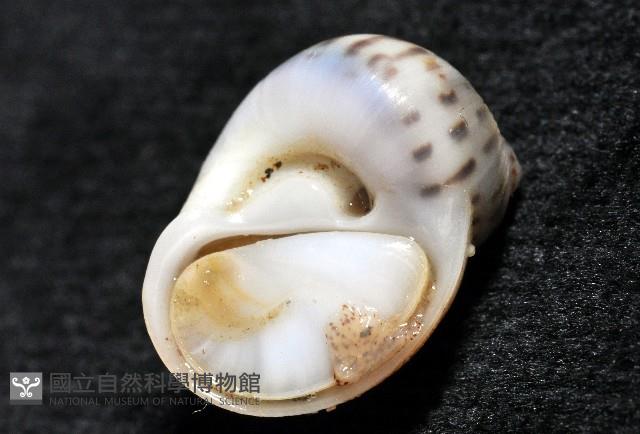 小灰玉螺藏品圖，第9張