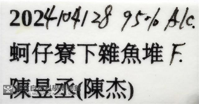 大管鞭蝦(憂鬱管鞭蝦)藏品圖，第9張