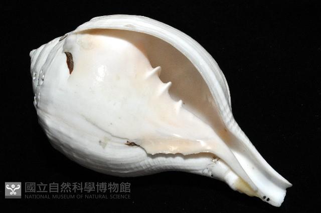 印度聖螺藏品圖，第9張